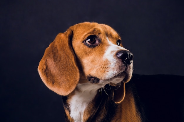 Joven cachorro, perro beagle, aislado sobre fondo negro.