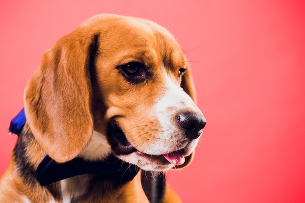 Joven cachorro, perro beagle, aislado sobre fondo rojo.