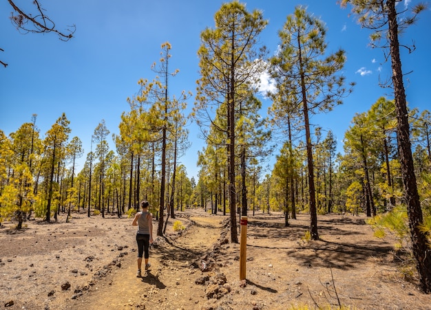 Una joven caminando en la caminata por el bosque del Teide