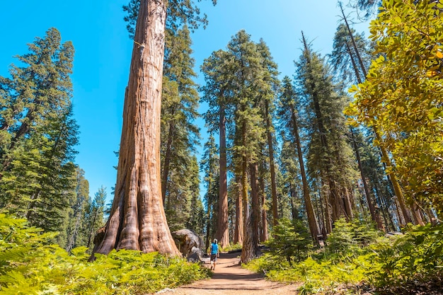 Un joven caminando por el hermoso sendero de árboles gigantes en Sequoia National