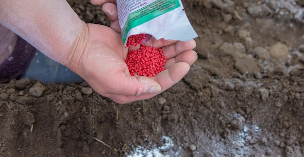 Joven campesina plantando semillas de zanahorias, rábanos y remolachas en una cálida tierra negra El cálido día soleado de primavera es un buen momento para plantar