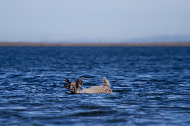 Joven caribú de tierra estéril, rangifer tarandus groenlandicus, nadando a través del agua