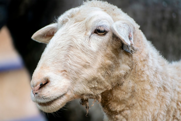 Joven carnero doméstico u oveja en un corral en el zoológico o granja, temporadas de primavera