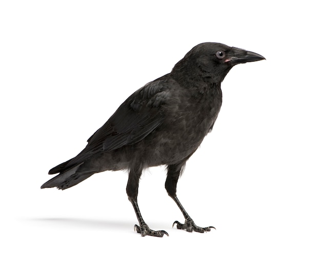 Joven Carrion Crow, Corvus corone sobre un blanco aislado