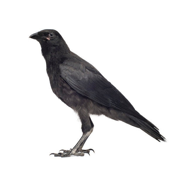 Joven Carrion Crow, Corvus corone sobre un blanco aislado