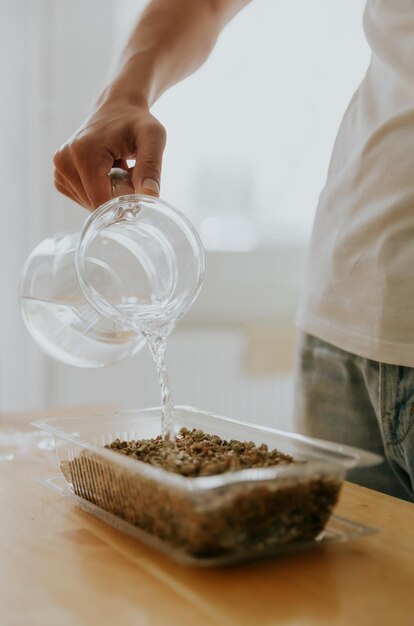 Un joven caucásico irreconocible riega semillas de trigo con tierra en un recipiente con una mano de una jarra de vidrio parada en la cocina en una mesa de madera con vista lateral