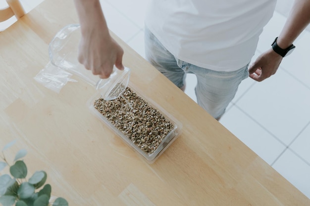 Un joven caucásico irreconocible riega semillas de trigo con tierra en un recipiente con una mano de una jarra de vidrio parada en la cocina en una mesa de madera con vista superior