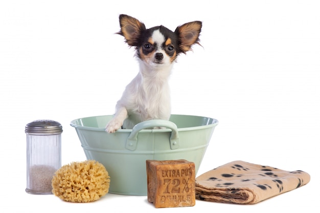 Joven Chihuahua en un lavabo para lavarse