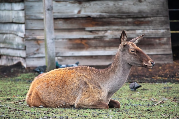 Un joven ciervo hembra en el parque zoológico Gran parque