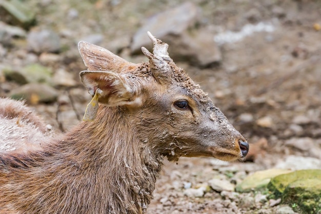 joven ciervo macho es muy fangoso y curioso en el zoológico