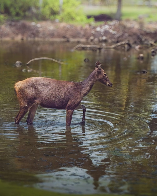 Foto un joven ciervo sambar caminando en el pantano