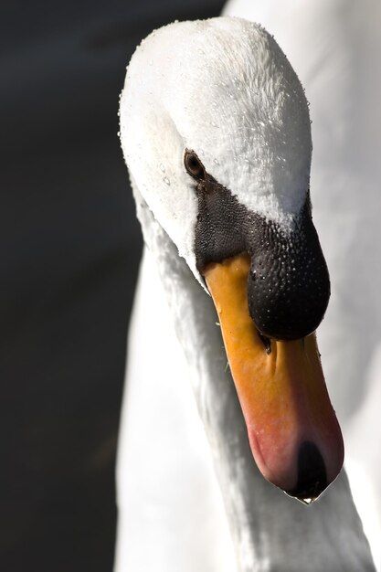 Foto joven cisne blanco mudo