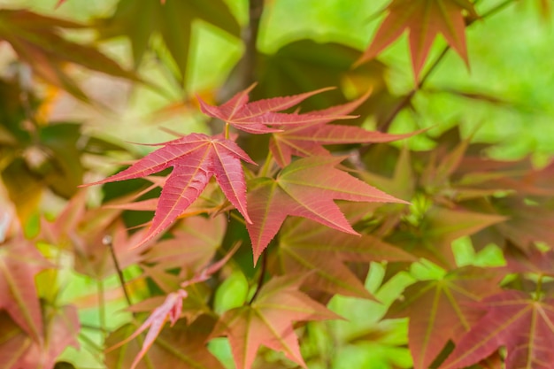 Joven color hoja de Acer wilsonii Rehder.