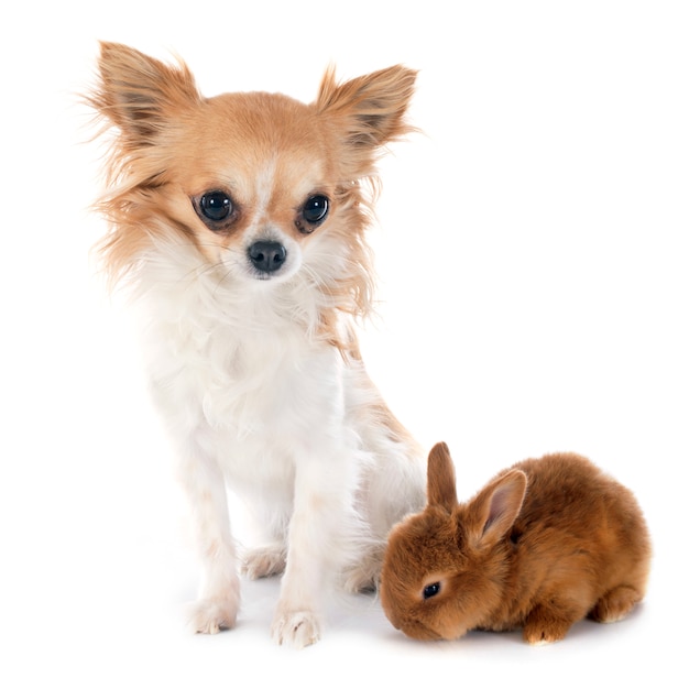 joven conejo y chihuahua