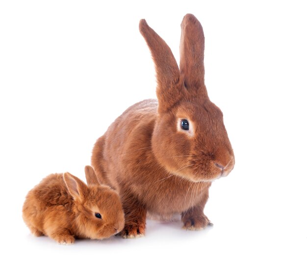 Joven conejo y madre