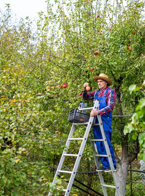 Foto joven cosechadora de jardinería con frutas maduras de verano. granjero guapo en uniforme cosechando manzanas del árbol.