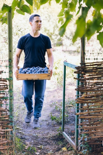 joven cosechando ciruelas, caja de madera en sus manos, jardín y huerta