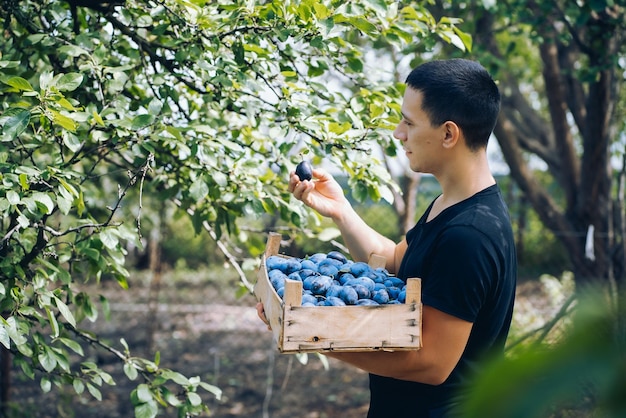 joven cosechando ciruelas, caja de madera en sus manos, jardín y huerta