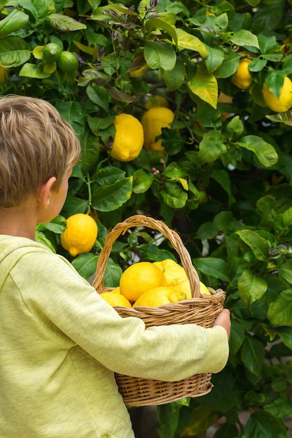 Joven cosechando limones del árbol