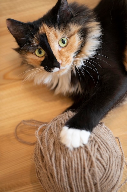 El joven y divertido gato doméstico tricolor está tirado en el suelo de madera con una gran bola de hilo beige