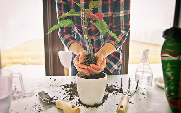 Joven está trasplantando una planta a una maceta nueva en casa