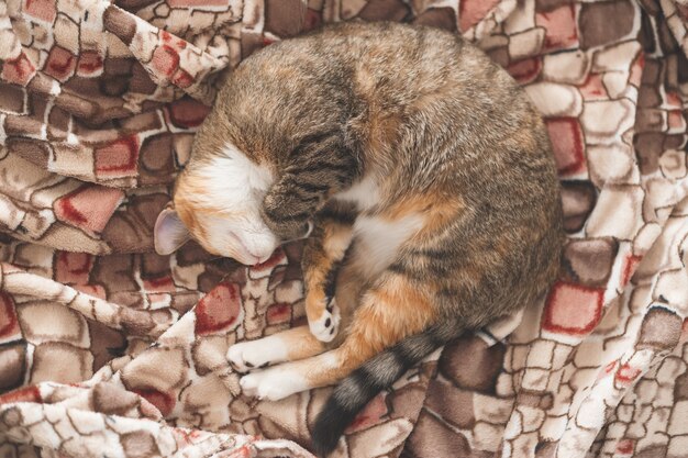 Joven europeo de pelo corto gato durmiendo en la cama