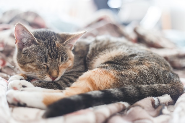 Joven europeo de pelo corto gato durmiendo en la cama