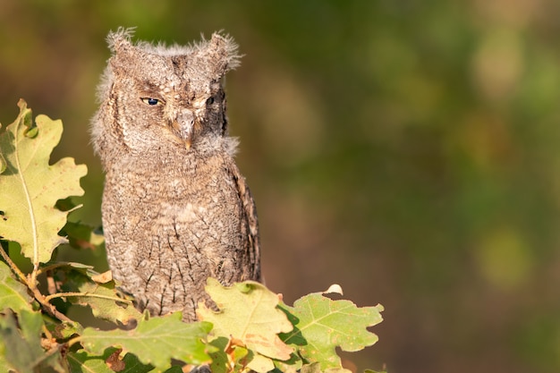 Joven europeo scops owl (Otus scops) sentado en una rama