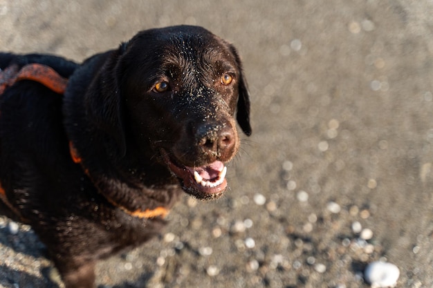 Joven feliz browm retriever mirando a la cámara mientras camina por la playa durante el verano