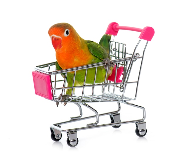 joven fischeri lovebird en carro