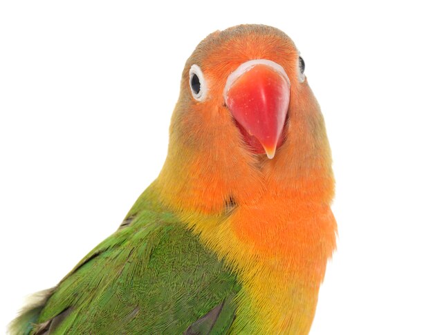 Joven fischeri lovebird