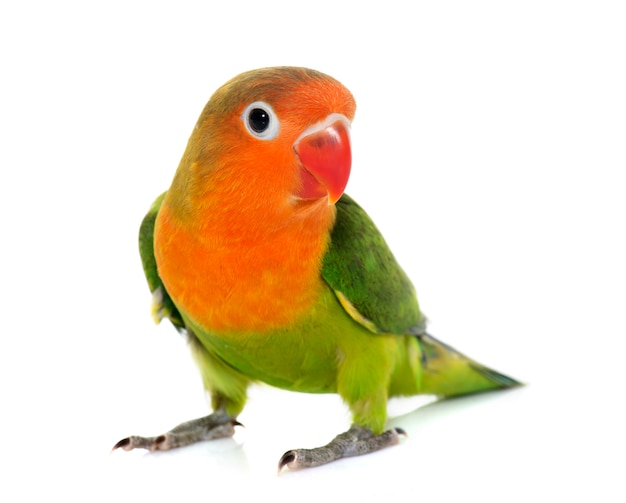 joven fischeri lovebird