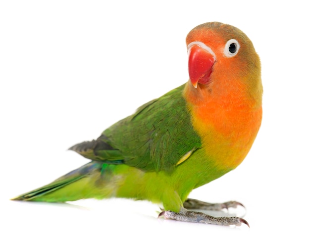 Joven fischeri lovebird