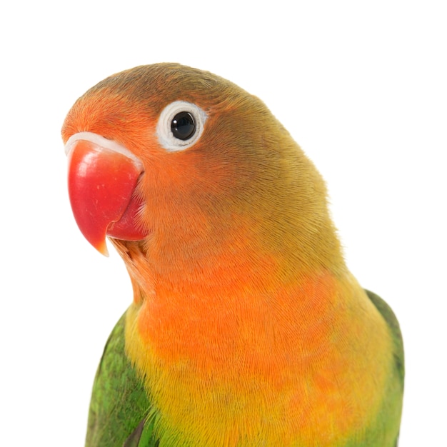 Joven fischeri lovebird