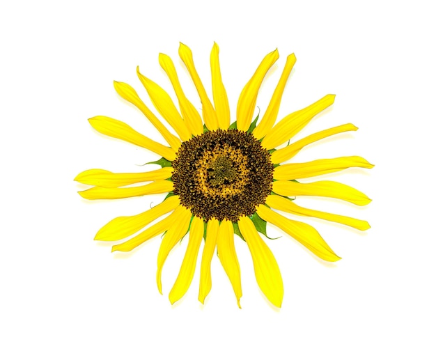 Joven flor amarilla de un girasol aislada sobre un fondo blanco