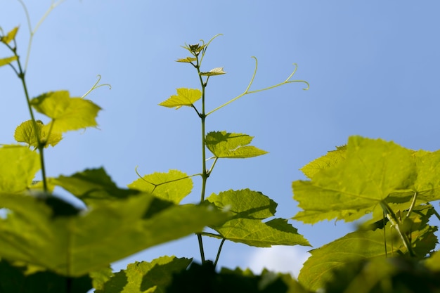 Joven follaje verde de uvas contra el cielo azul, hojas verdes de uvas en la temporada de primavera