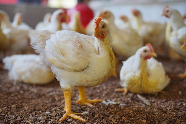 Foto joven gallina blanca vieja