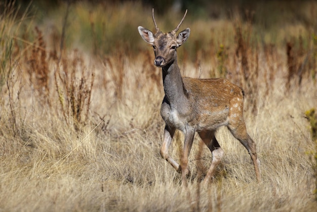 Joven gamo en su entorno natural.