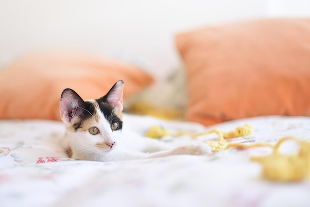 Joven gatita blanca tricolor en la cama con juguete de lana