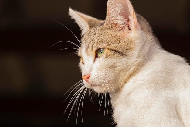 Una joven gatita con hermosos ojos verdes sentada en la parte superior de una pared descansando y disfrutando del sol de la mañana para calentarse mirando a lo lejos