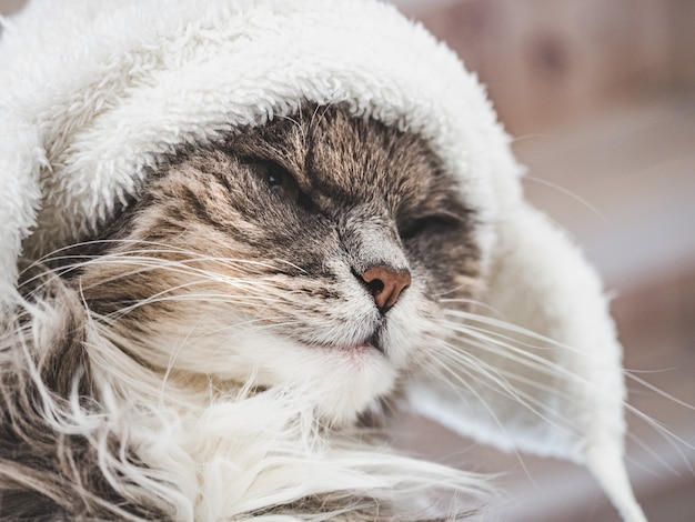 Joven gatito en un gorro de lana blanca