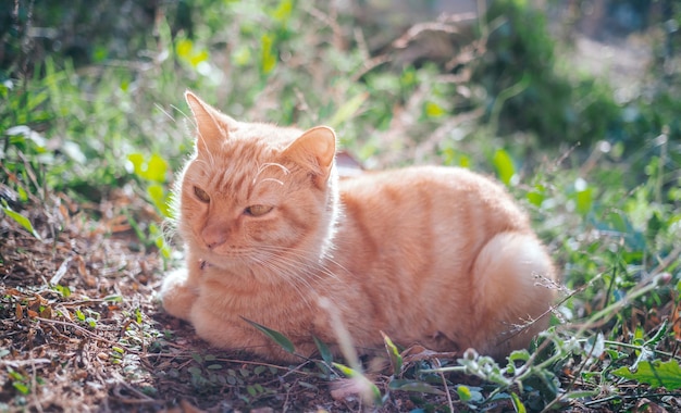 El joven gato atigrado jengibre mira hacia un lado sentado en el suelo en el jardín con la mañana