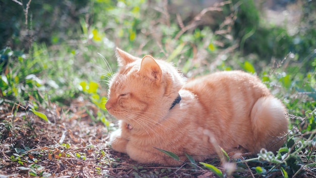 El joven gato atigrado jengibre mira hacia un lado sentado en el suelo en el jardín con la mañana