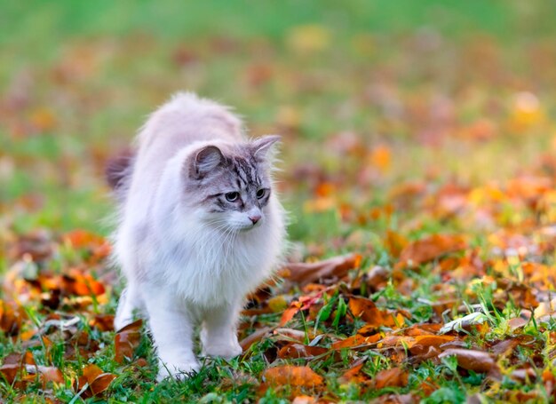 joven gato birmano con ojos azules en la naturaleza