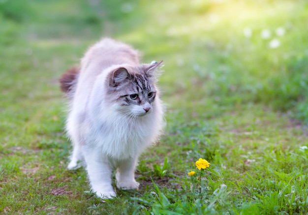 joven gato birmano con ojos azules en la naturaleza