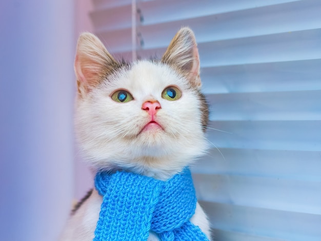 Joven gato blanco en una bufanda azul cerca de la ventana con las persianas, mirando hacia arriba