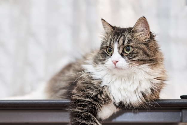 Foto joven gato doméstico lindo en casa, primer plano