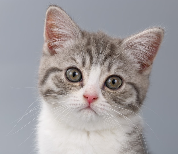 Joven el gato escocés rayado sobre fondo gris