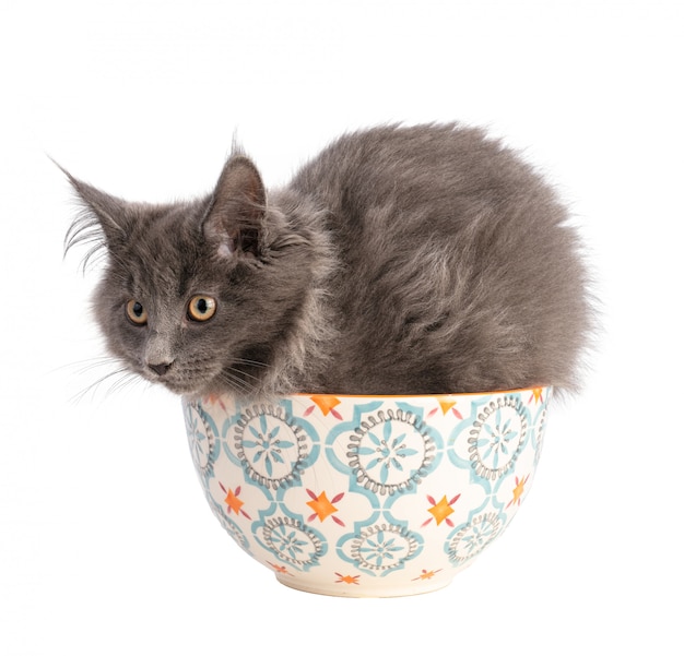 Joven gato gris maine coon