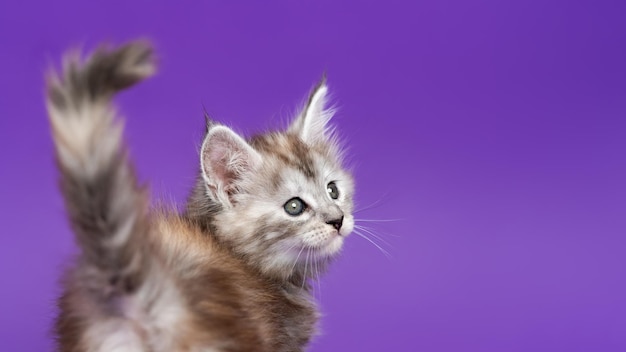 Joven gato maine coon de pedigrí atigrado parcheado de plata negra se encuentra sobre fondo púrpura levantando la cola